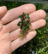 TruBlu Supply 2 1 Bucephalandra Various Rhizomes Buce Live Aquarium Plant Freshwater - Buy Get