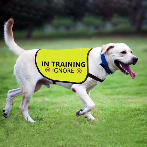 Training Dog Jacket Vest: In Training Ignore Dog Vest with Slogan Warning (Large)
