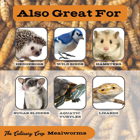 Fluker's Culinary Coop Premium Chicken Treats - Mealworms 3.5 oz, High Protein Nutritious Treat
