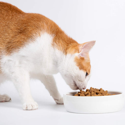 Classic Ceramic Pet Bowl for Cats, 12 Ounce Dish for Food and Water