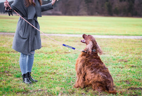 Dog Leash Sleeves: Double-Sided, Highly Visible for Advanced Warning to Prevent Accidents (Training)