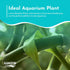 2 Pack Counter Lucky Bamboo Curly Dracaena Sanderiana - Indoor Plants for Peace and Harmony - Peace Lily Plant Indoor
