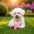 ydzqdxzz Dog Toys for Small Dogs,Starfish Squeaky Toy, Soft Plush Vocal Dog Plaything Pets Supplies, Squeaky Toys/Chew