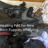 Puppy Heating Pad for Whelping New Born Dogs, Heated Bed with Auto Shut Off Timer, 9 Level Heater, Large 34x21 in