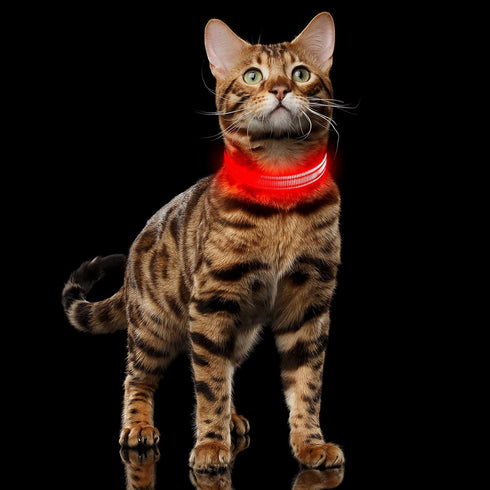 Illumifun Light Up Collar for Small Dogs, USB Rechargeable LED Dog Collar Glow in The Dark, Adjustable Cat Collar Light