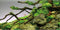 AWERT 48x18 inches Branches Aquarium Background, Stone River Bed & Lake Fish Tank Background, Green Algae Vinyl