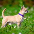 Taglory Reflective Dog Collar with Safety Locking Buckle, Adjustable Nylon for Puppy Dogs, XS, Purple