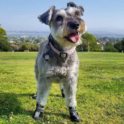 QUMY Dog Shoes for Small Dog, Puppy Boots & Paw Protectors for Winter, Waterproof in Rain Weather, Black Size 1