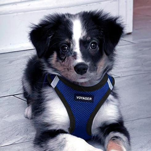 Best Pet Supplies All Weather Mesh Reflective No Pull Harness for Small, Medium Dogs, Cats - Royal Blue/Black Trim, S