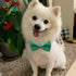Bow Ties | Premium Double Layer Bowtie - 20 Colors Dog Collar Attachment for Small Pets (Small)