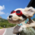 Summer Summer Dog Collar, Colorful Icecream Cotton Dog Collar with Quick Release, Collars for Small Medium Large Boys