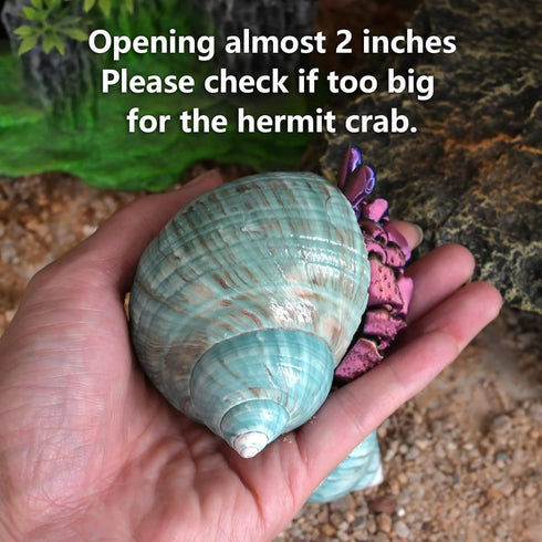 2pcs 1.8-2", (2pcs Big Hermit Crab Shells, XL Size Large Conch Opening Natural Sea Turbo Seashells for Hermit Crab