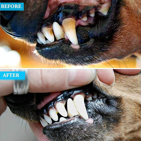 8 Pcs Dog Tartar Remover Tools, Cat Plaque Off Calculus Remover, Stainless Steel Dental Care for Dogs and Cats.