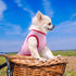 Jexine 6 Pack Dog Shirt, Breathable Puppy Clothes for Chihuahua, Summer Dog Costume (Small)