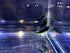 (10 (+2)), Green Jade Shrimps Live Freshwater Shrimp Aquarium Neocaridina Inverts RCS Shrimps Clear,Blue,Green,Random