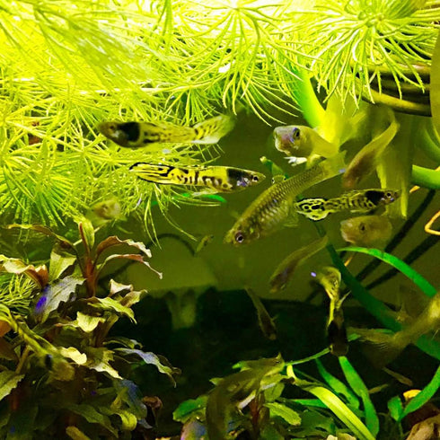 SuperP1 50 95% 24-32 Clione g. (Premium Grade) Artemia Cysts Brine Shrimp Eggs Fish Food Plus Hatch Rate in Hour, Fresh