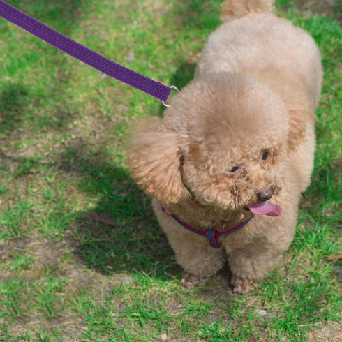 6PCS Dog Slip Leads, D Ring Kennel Nylon Rope for Pet Animal Control, Grooming Shelter Rescues
