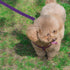 6PCS Dog Slip Leads, D Ring Kennel Nylon Rope for Pet Animal Control, Grooming Shelter Rescues