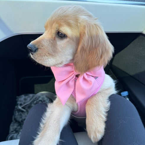 Maca Bates Dog Collar with Pink Bow Bowtie, Adjustable Breakaway Girly Cherry Collar for Small Medium Large Dogs