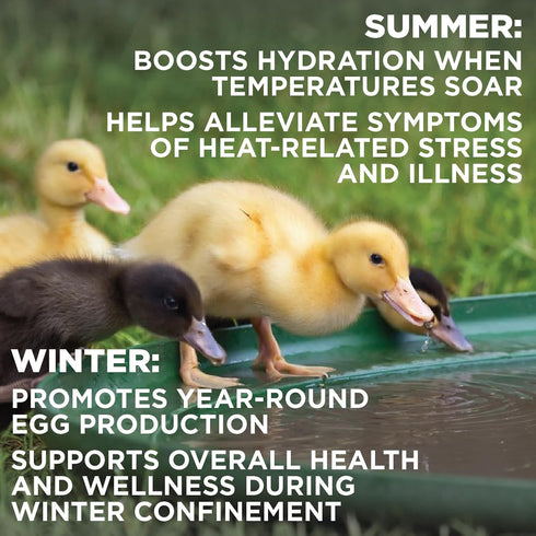8 oz Immune Pivotal Feeds Chickn Aid Poultry Supplement Electrolytes, Probiotics & Vitamins for Chickens, Ducks