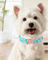 Sunflower Summer Dog Collar, Unique Style Paws Blue Adjustable Collar for Small Medium Large Dogs with Metal Buckle