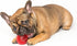 Pet Qwerks Blinky Babble Ball - Flashing Interactive Dog Toy, Large