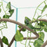 Coolrunner 8FT Reptile Vines and Flexible Leaves with Suction Cups Jungle Climber Habitat Decor for Lizards, Gecko