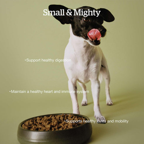 Now Fresh Dry Dog Food for Small Breed Seniors - Turkey, Salmon and Duck Recipe, 6 lbs, Grain Free