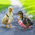 6 DoubleFill Pcs Chicken Diapers for Indoor Chickens Reusable Washable Duck Diapers with Bowtie Adjustable Ducklings