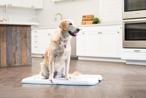 IRIS USA Pee Pad Holder, XL, Foldable Marking Dog Pad Holder with Non-Skid Rubber Feet, Fits 23"x35" Pad or Larger