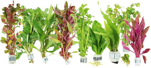 Generic Live Aquarium Plants Bundle 6 Freshwater Plants for Fish Tanks, Easy Beginner