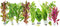 Generic Live Aquarium Plants Bundle 6 Freshwater Plants for Fish Tanks, Easy Beginner