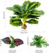 Reptile Artificial Plants, Terrarium Decorations for Aquarium Fish Tank, Amphibian Habitat Accessories