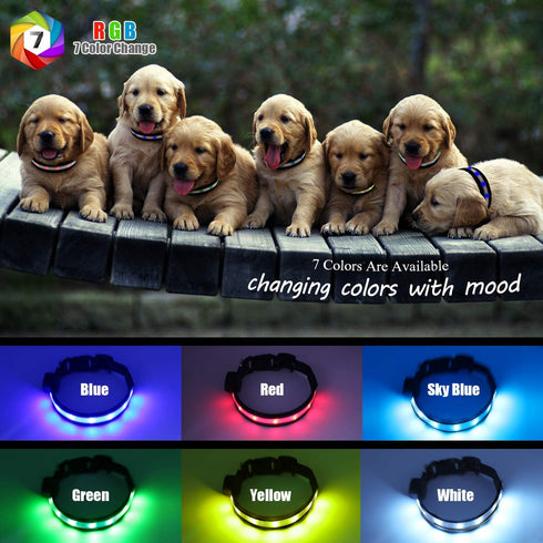 Light Up LED Dog Collar, Rechargeable Safety Glow in the Dark, Adjustable for Small/Medium/Large Dogs, L Size