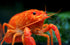 1 Aquatic Arts Male Neon Red Crayfish | Live Freshwater Aquarium Lobster / Crawfish / Crawdad / Real Living Fish Tank