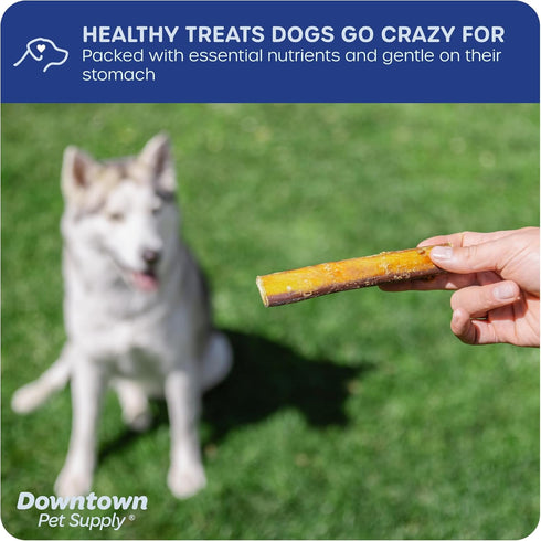 Downtown Pet Supply Bully Sticks for Dogs, 6", 5-Pack, Jumbo, Low Odor Chews