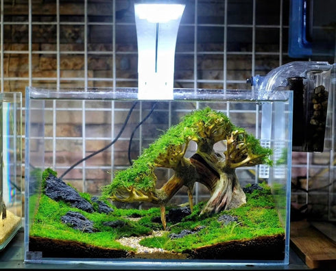 10 Azil Aquascape Bonsai Driftwood Tree Premium Natural Aquarium Decor for Fish Tanks, Freshwater Aquariums, Hardscape