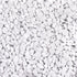 5lb Polished River Rocks, Decorative Pebbles for Fish Tank, Garden, and Home Decor, Snow White