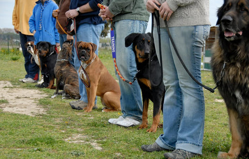 Dog Leash Sleeves: Double-Sided, Highly Visible for Advanced Warning to Prevent Accidents (Training)