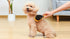 Wags & Wiggles Double Sided Dog Brush - Efficient Grooming for Long or Short Haired Dogs & Cats, Shedding Brush &