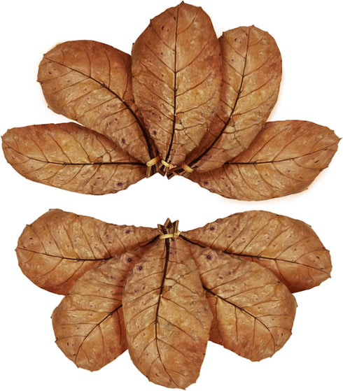 SunGrow 10 Pack Hermit Crab Large Catappa Indian Almond Leaves - Dried Leaves for Spawning, Nutrition for Isopods,