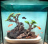 Novelsite Fish Tank Decor - Bonsai Trees with Faux Moss, Aquarium Rocks Aquascaping, Sandstone Goldfish Betta Hides