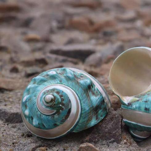 1PC Shell(3.1Inch ~4Inch),Used (1PC) Natural Large Hermit Crab Shells Turbo Shells Jade Green Banded Turbo as Hermit