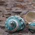 1PC Shell(3.1Inch ~4Inch),Used (1PC) Natural Large Hermit Crab Shells Turbo Shells Jade Green Banded Turbo as Hermit