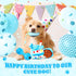 11 Pcs Dog Birthday Toy Set - Puppy Birthday Cake, Squeaky Toys, Plush Toy, Rope Toys, Gift Box (Blue)