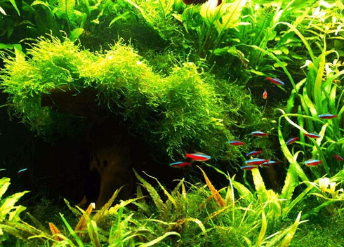 Aquatic Discounts 1 5-6 2 1 Hornwort - Young, Healthy, Super Easy Live Aquarium Plant, Bundle in. Great for Betta