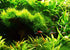 Aquatic Discounts 1 5-6 2 1 Hornwort - Young, Healthy, Super Easy Live Aquarium Plant, Bundle in. Great for Betta