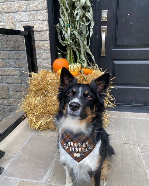Thanksgiving Bandana for Small Medium Dogs - Turkey Taster Blue Pet Scarf