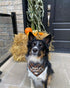 Thanksgiving Bandana for Small Medium Dogs - Turkey Taster Blue Pet Scarf