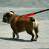 Funny Dog Leash Sleeve Not Dog Friendly, Dog Leash Wrap Alert Hanging ID Patch Tag for Pet Birthday Gift